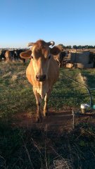 cow.jpg